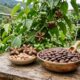 Aceite de Sacha Inchi: Nutrición Amazónica Rica en Omegas para una Piel Saludable y Equilibrada